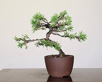 Amazon.co.jp: 糸魚川真柏 小品盆栽 【泰寿園 Online】現品 一点