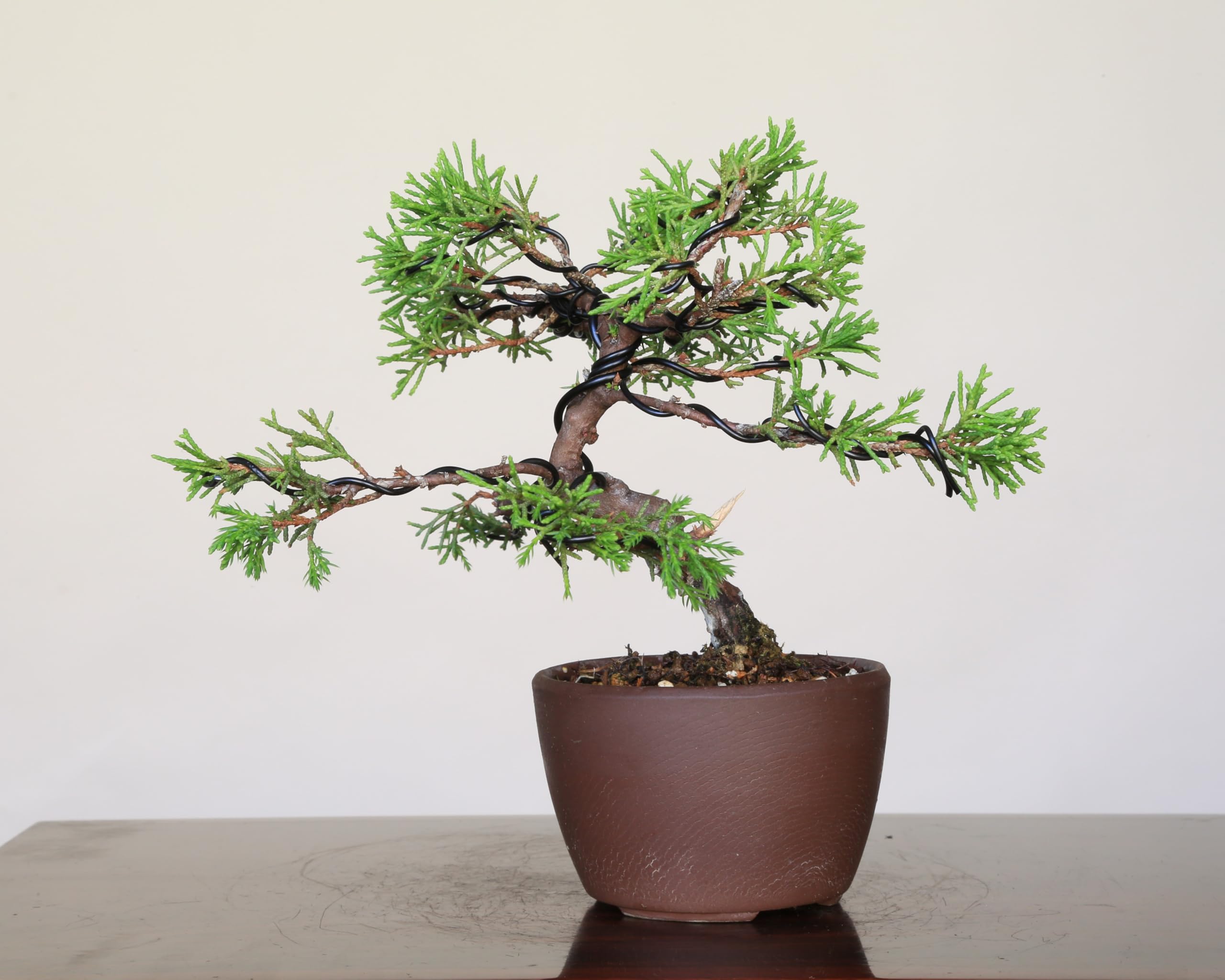 【中品　糸魚川真柏盆栽】　　　⭕気品ある一品です❗ 高級盆栽販売の盆栽.com / 糸魚川真柏