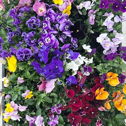 Amazon Co Jp ハッピーガーデン 花苗 2ダース パンジー ビオラmix 暖色系 苗 花苗 宿根草 多年草 苗 夏 寄せ植え 通販 お洒落 Diy 工具 ガーデン Amazon Co Jp ハッピーガーデン 花苗 2ダース パンジー ビオラmix 暖色系 苗 花苗 宿根草 多年草 苗 夏 寄せ植え 通販 お洒落 Diy 工具 ガーデン