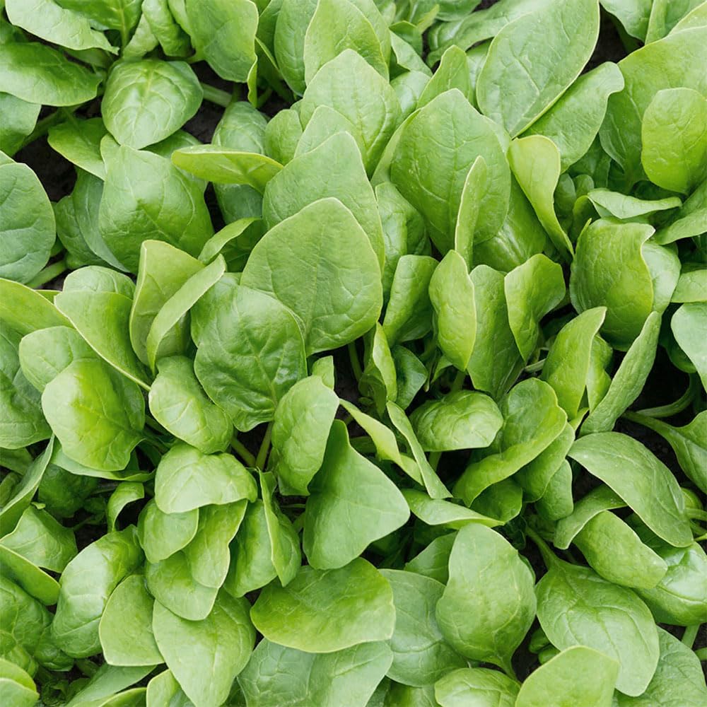 Organic Spinach Matador Seeds – Fast Growing Summer Spinach Variety – Smooth Dark Green Leaves – Ideal for Baby Leaf & Cooking – Grow Your Own Vegetable Garden