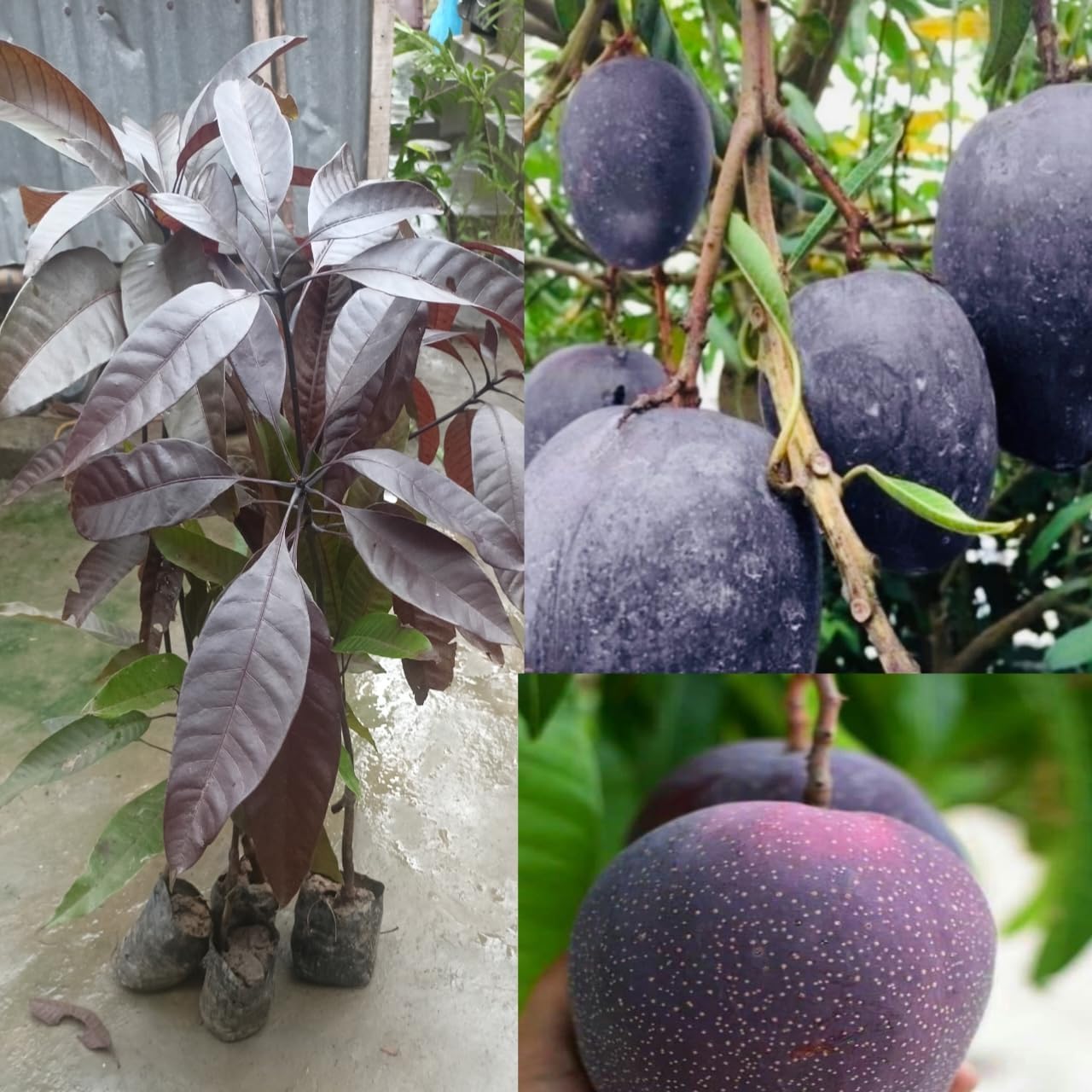Pyanabi combo 2 Indonesia black stone mango grafted live plant (Height 2-2.5 Feet) Hybrid (Fruit After 1.5-2 Years) Live Plant For Home Garden black mango tree