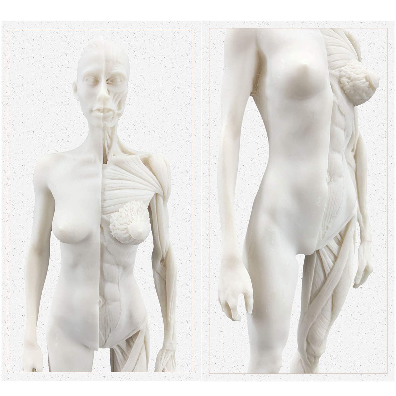 Modelo anatomía Figura anatomía Femenina Modelo Hueso Muscular anatómico Humano Anatomía anatómica Humana Cráneo Arte Boceto Pintura Escultura Modelo para Artista Dibujo Estudio Modelo Esqueleto