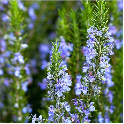 Miniatura 2 de Everwilde Farms - Semillas de hierbas de romero de 14 libras - Gold Vault