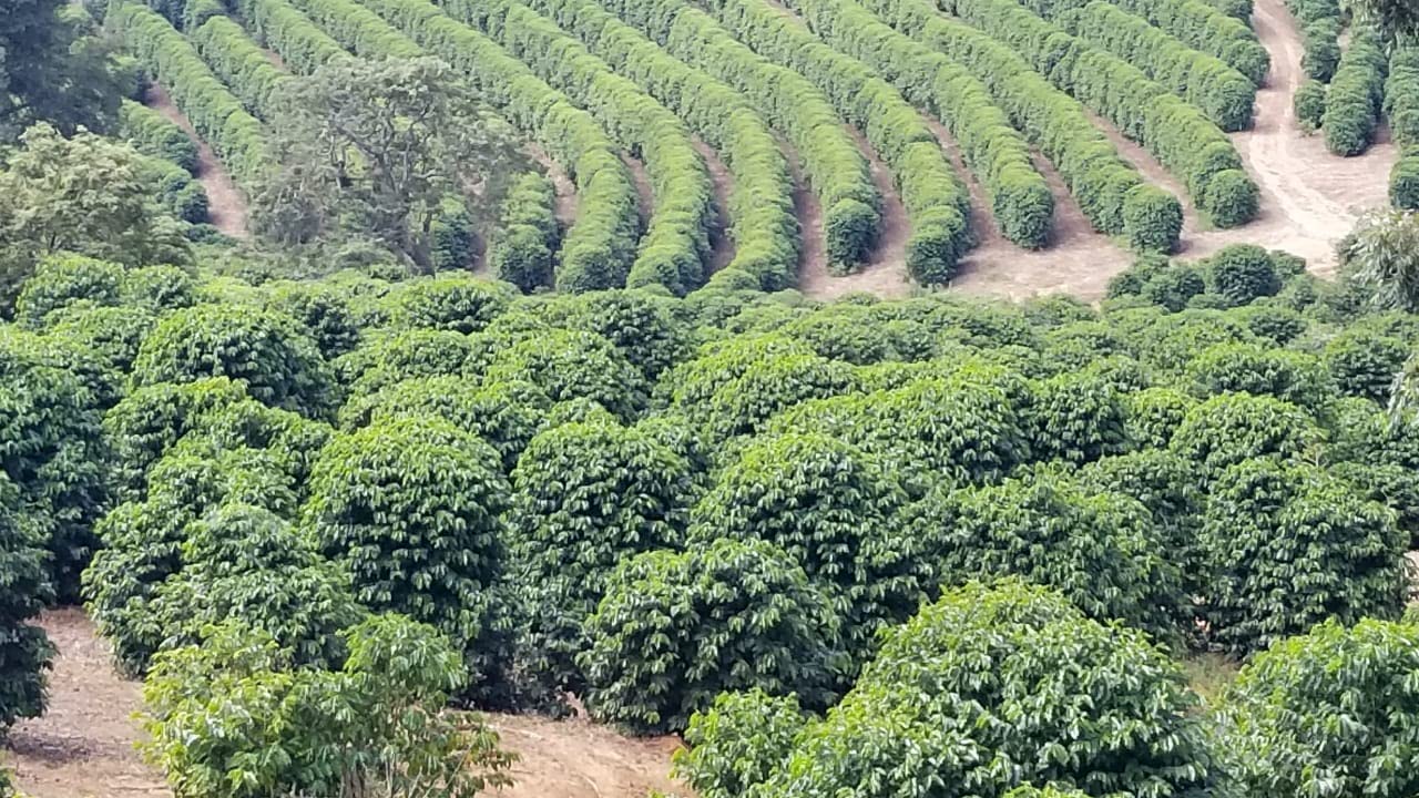 CAFES GUILIS DESDE 1928 Café Colombiano en Grano 100% Arábica Tueste Natural Finca Mocatán 1kg