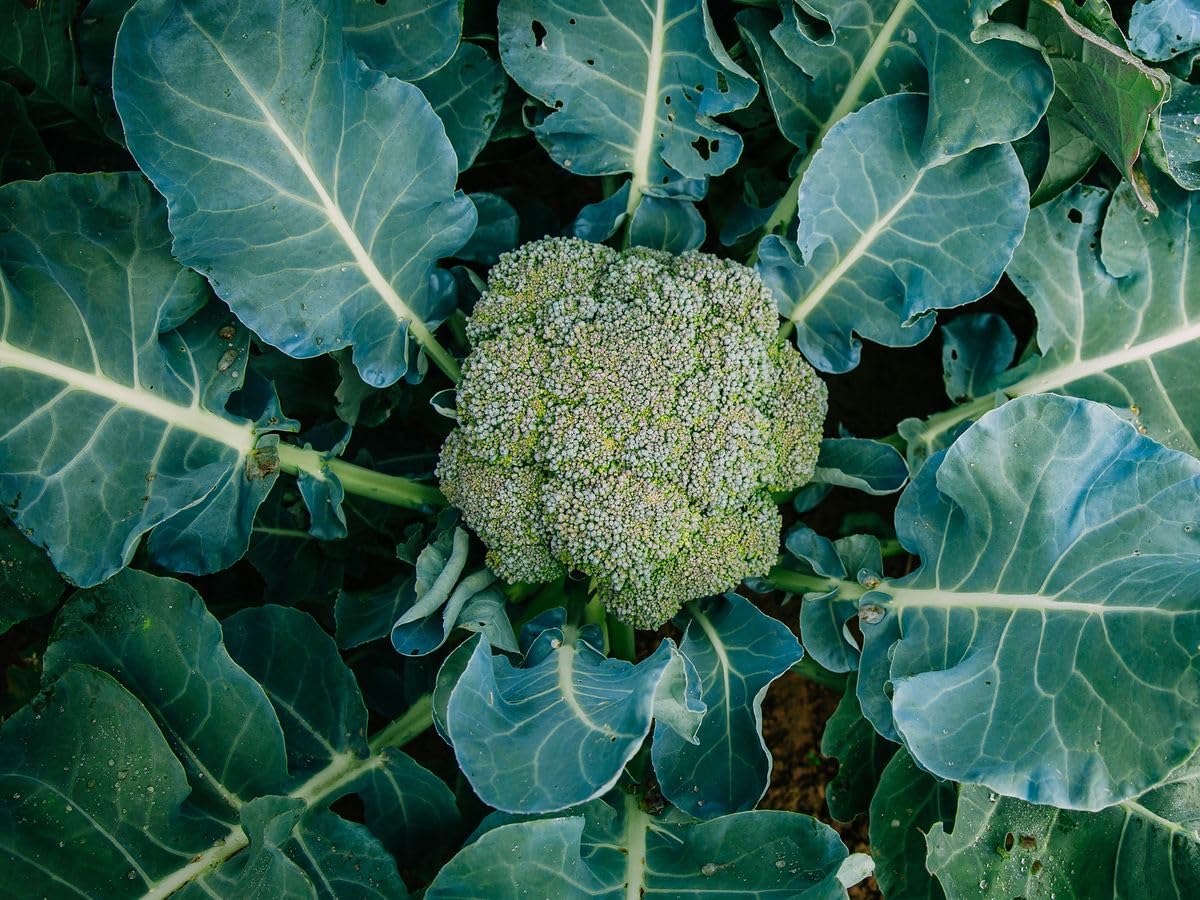 Broccoli Seeds - Grow Your Own! -3