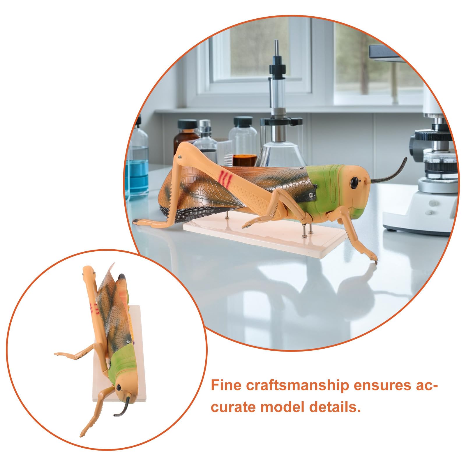 Modelo de anatomía de insectos - Modelo desmontable de para laboratorio de biología y entomología - Materiales de laboratorio de ciencias para el aula de PVC