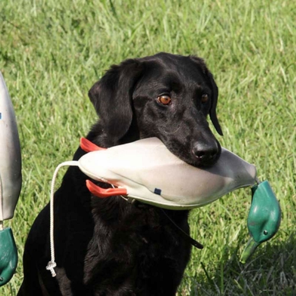 Dokken Totes Geflügel - Dummy-Lockvogel Hundetrainingshilfe - Defowl Jagd Schießen