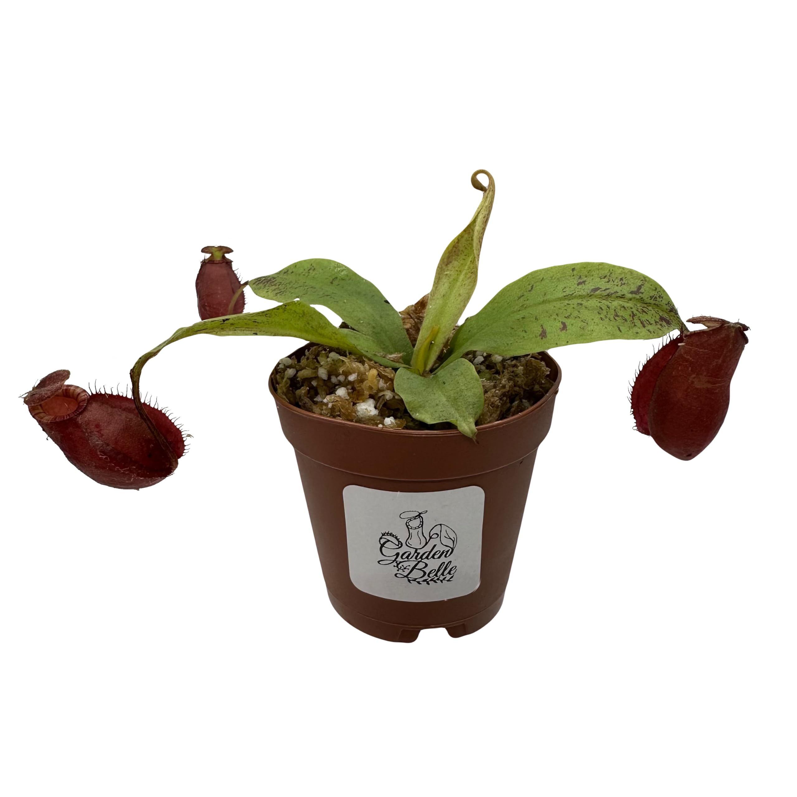 Nepenthes mirabilis Winged x ampullaria 'Black Miracle' #8