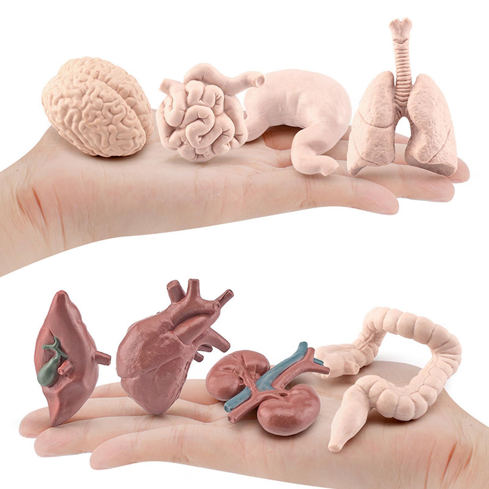 Modelo De Anatomía Humana Con 14 órganos Desmontables De ABS, Juguete Educativo STEM Para Niños De 3 Años En Adelante