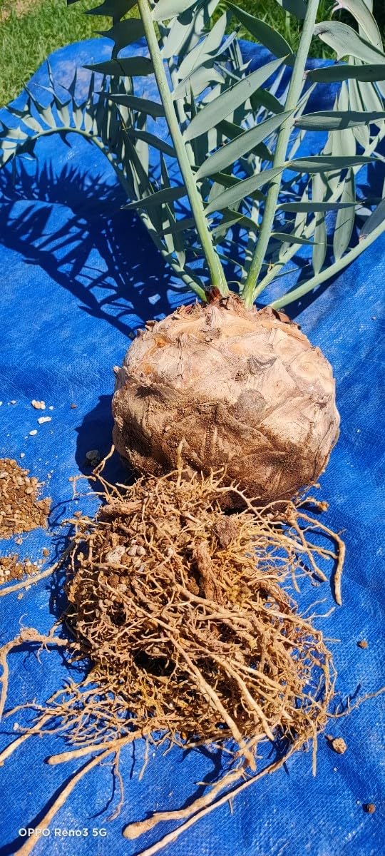 グラキリスコレクション株 Amazon.co.jp: ホリダス 18cm 超特大 XXL コレクション株 スーパー