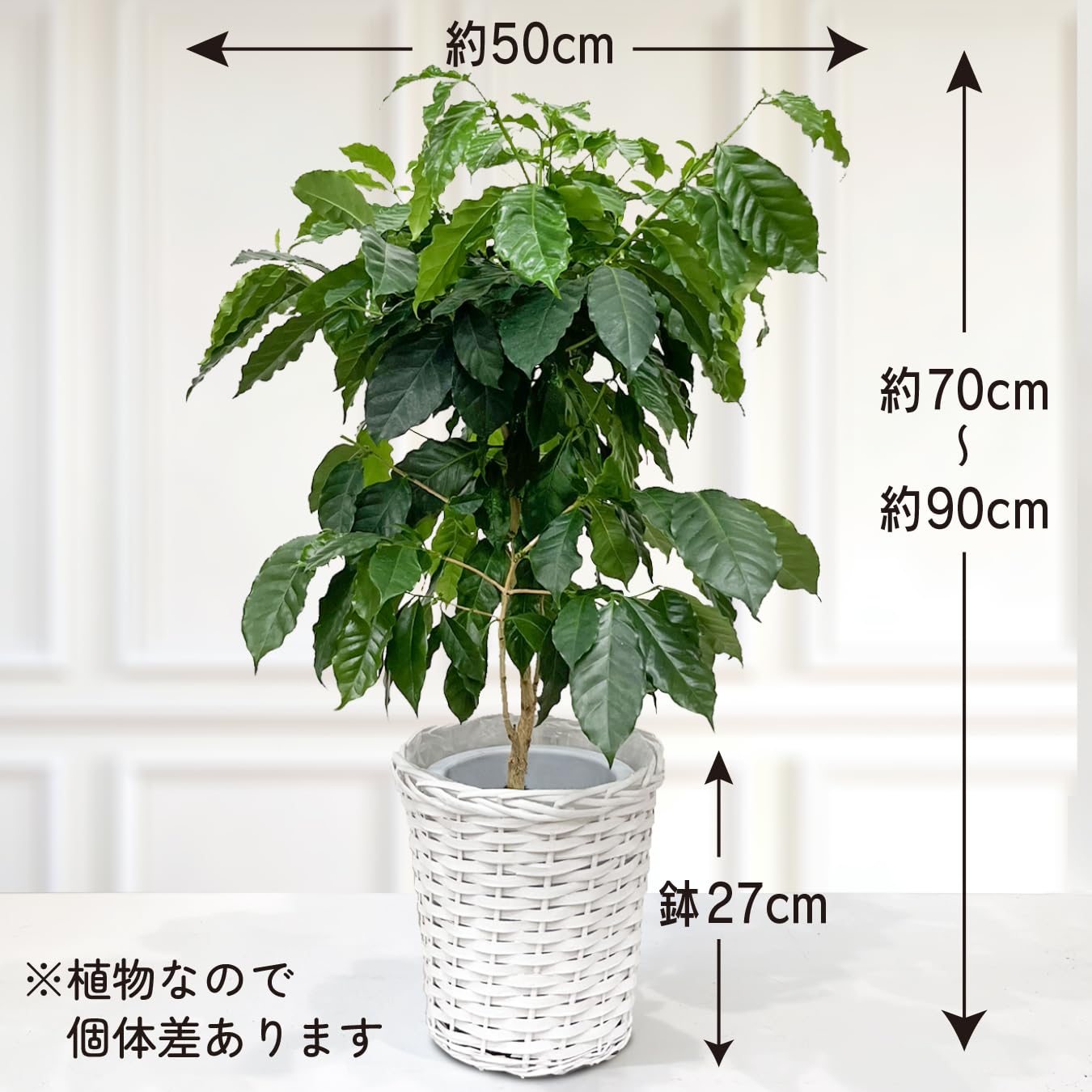 Amazon｜コーヒーの木 ツヤツヤの葉 7号鉢 大きいサイズ 本物 育て