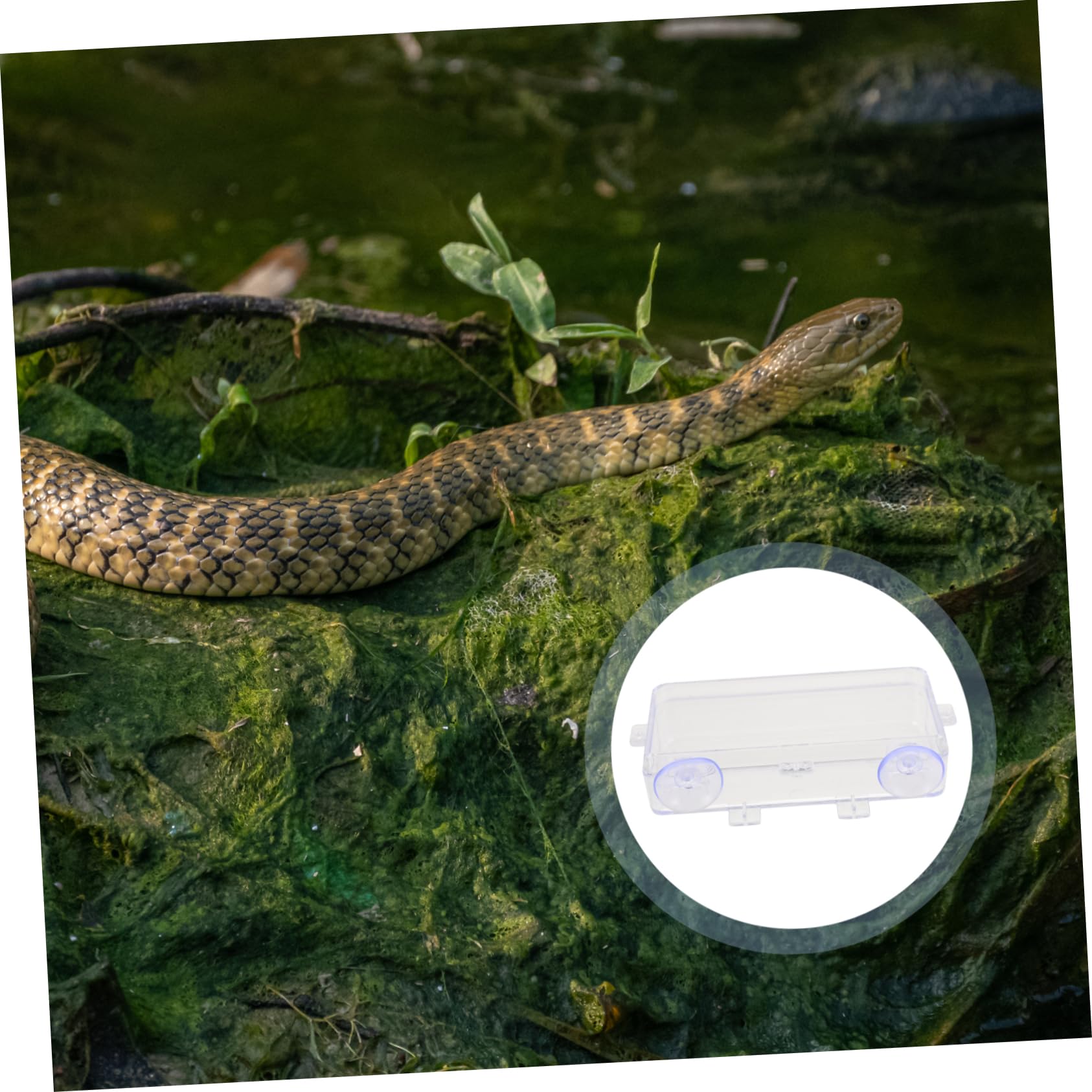 HOLIDYOYO 1Pc Suction Cup Reptile Feeder Water Dish Acrylic Gecko Feeding Box for Lizards Reptiles Easy to Bowl for Turtles Snakes Amphibians Versatile Terrarium