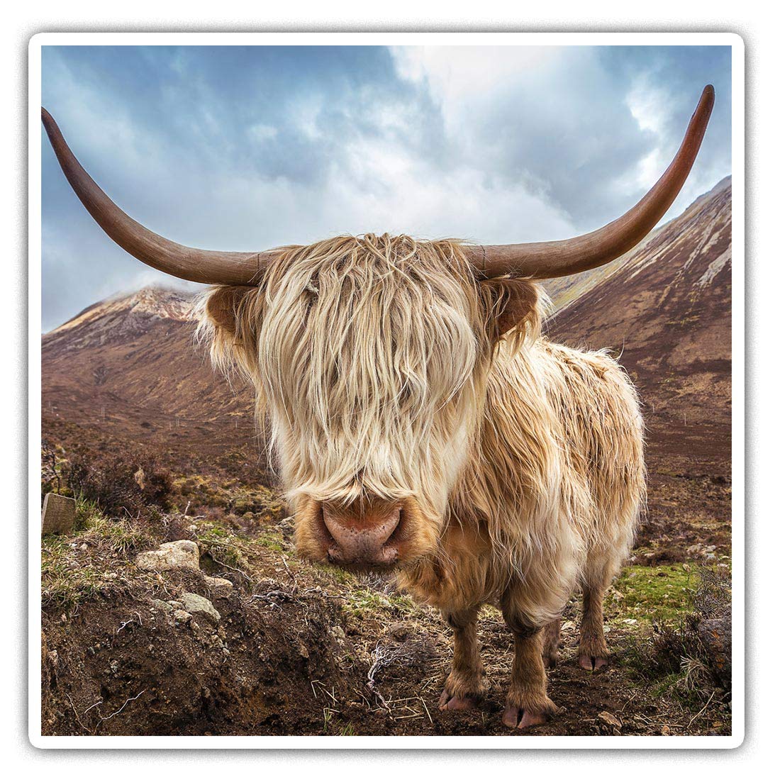 2 x Square 10cm Vinyl Stickers - Wild Highland Cow Yak Animal 15632