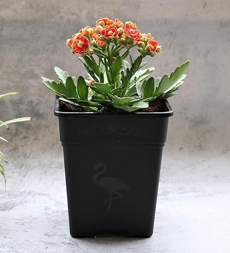 Miniatura 4 de Maceta cuadrada de plástico de 1 galón para plantas de interior y exterior, paquete de 10 con agujeros de drenaje, color verde