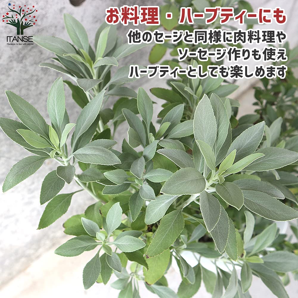 Amazon.co.jp: ホワイトセージ8号大苗【品種で選べるハーブ苗/8号鉢