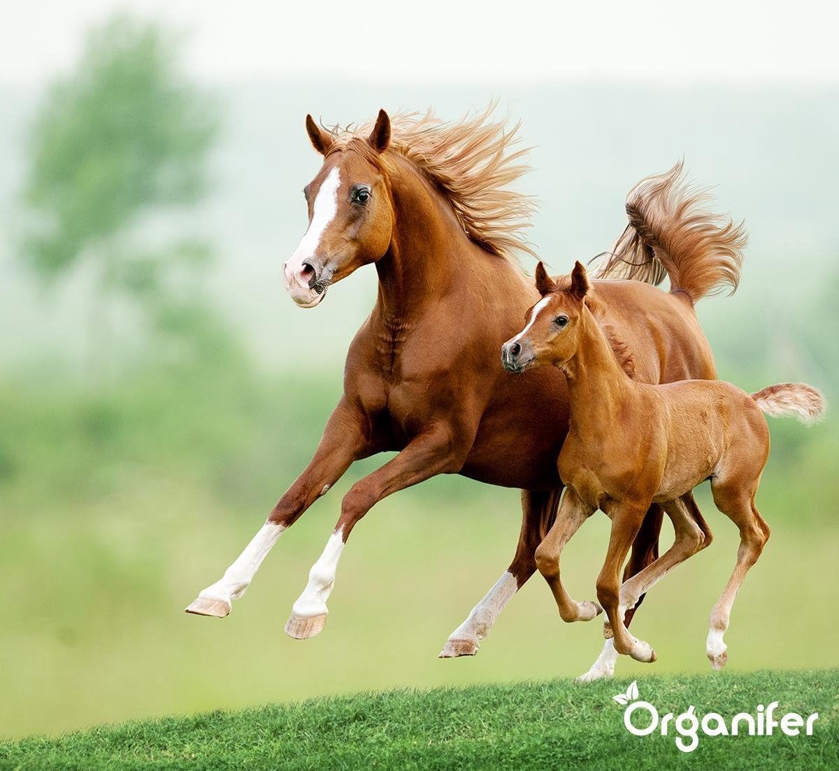 Semillas De Pasto De Pradera - Crecimiento De Pasto - 15kg | Para Caballos Y Ganado Menor - Semillas De Pasto - Restauración De Pastizales - Plantación De Pasto - Organifer