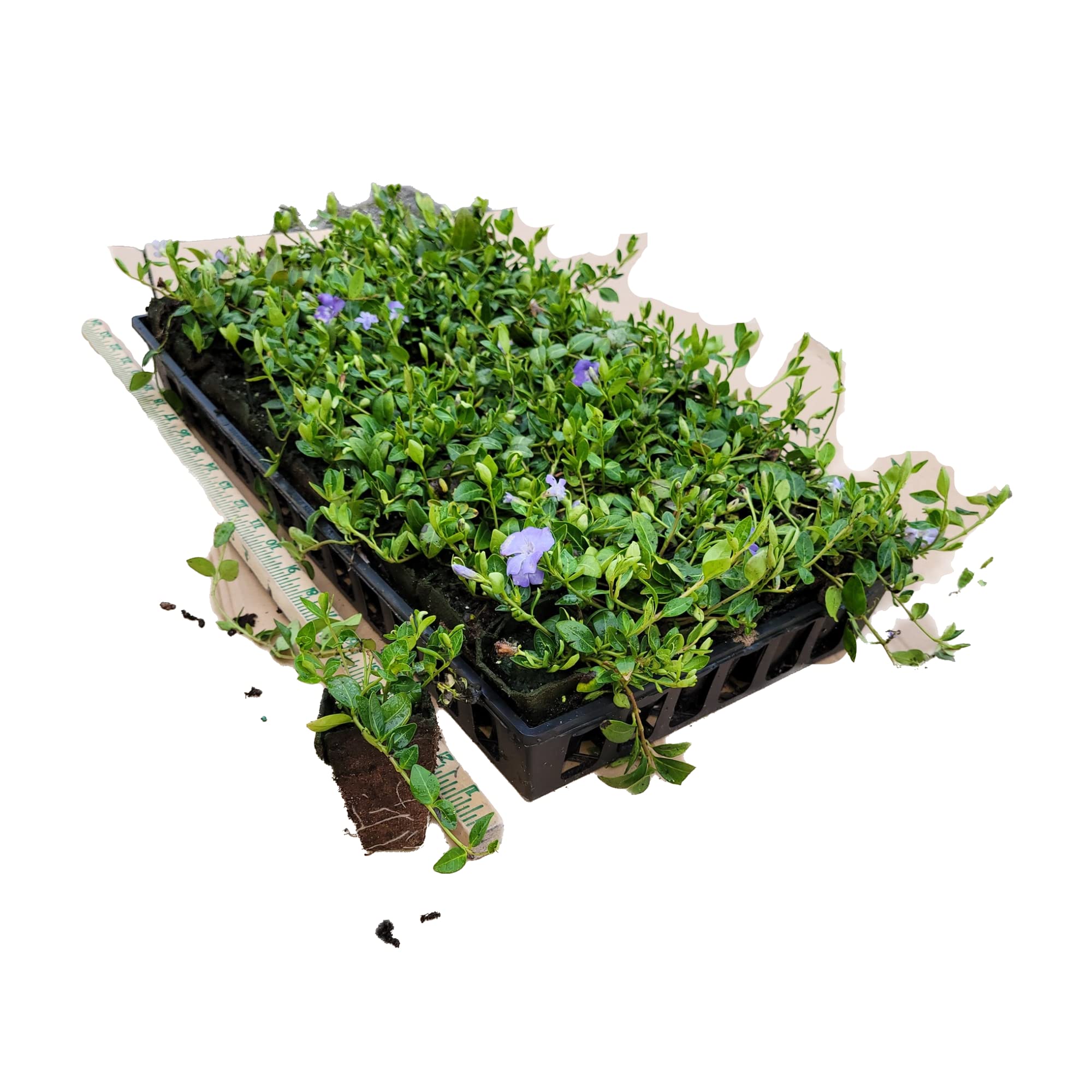 Myrtle Vinca 50 Plants