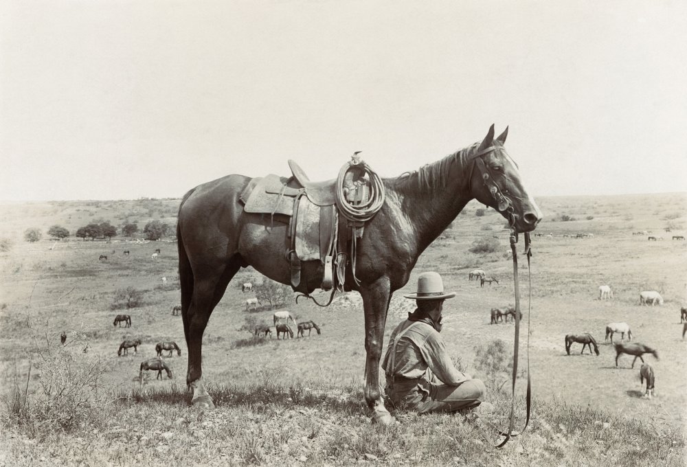 Amazon.co.jp: テキサスカウボーイ C1910 Na Horse Wrangler 馬