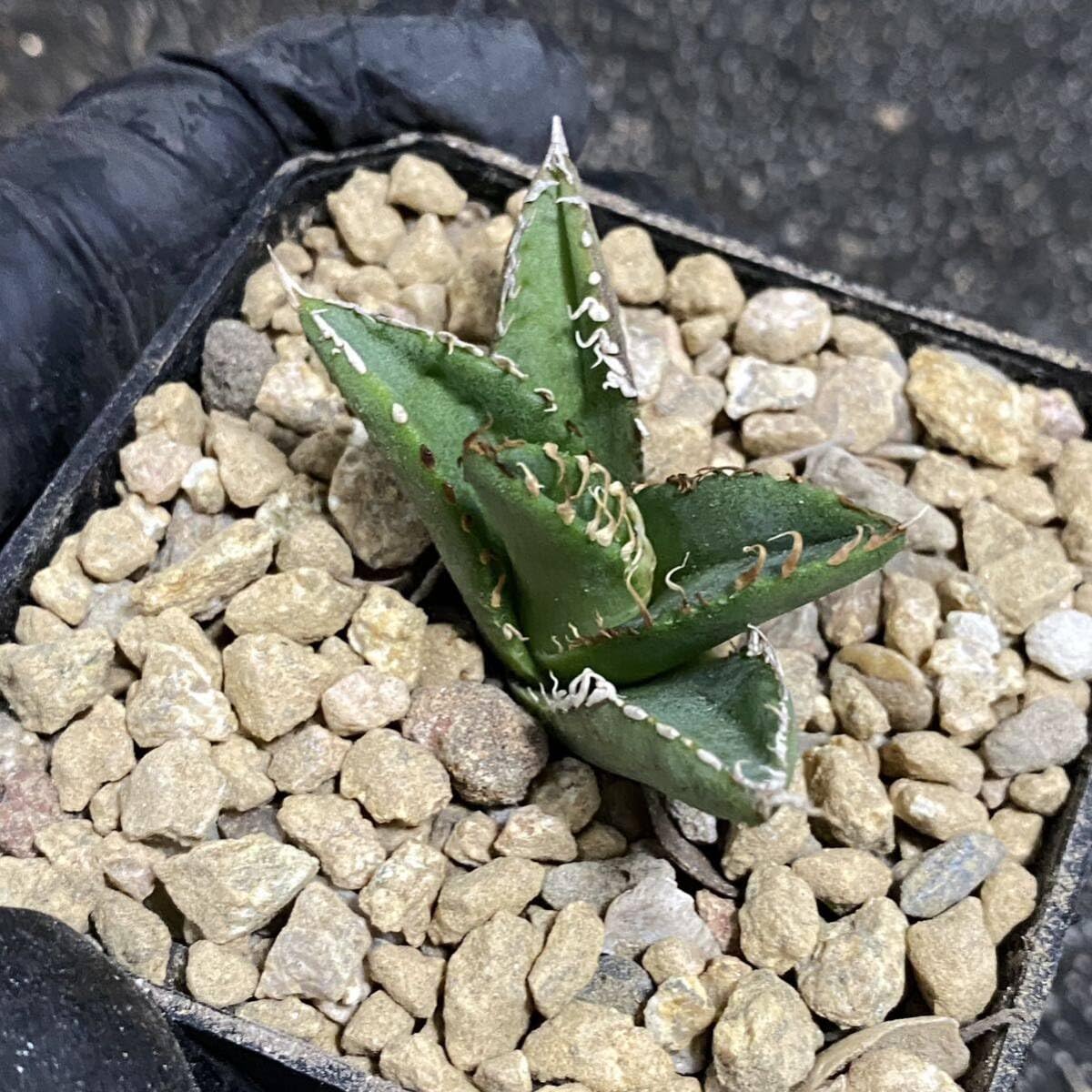 Amazon.co.jp: 多肉植物 アガベ チタノタ 金蟾 胴切大子株 発根済 
