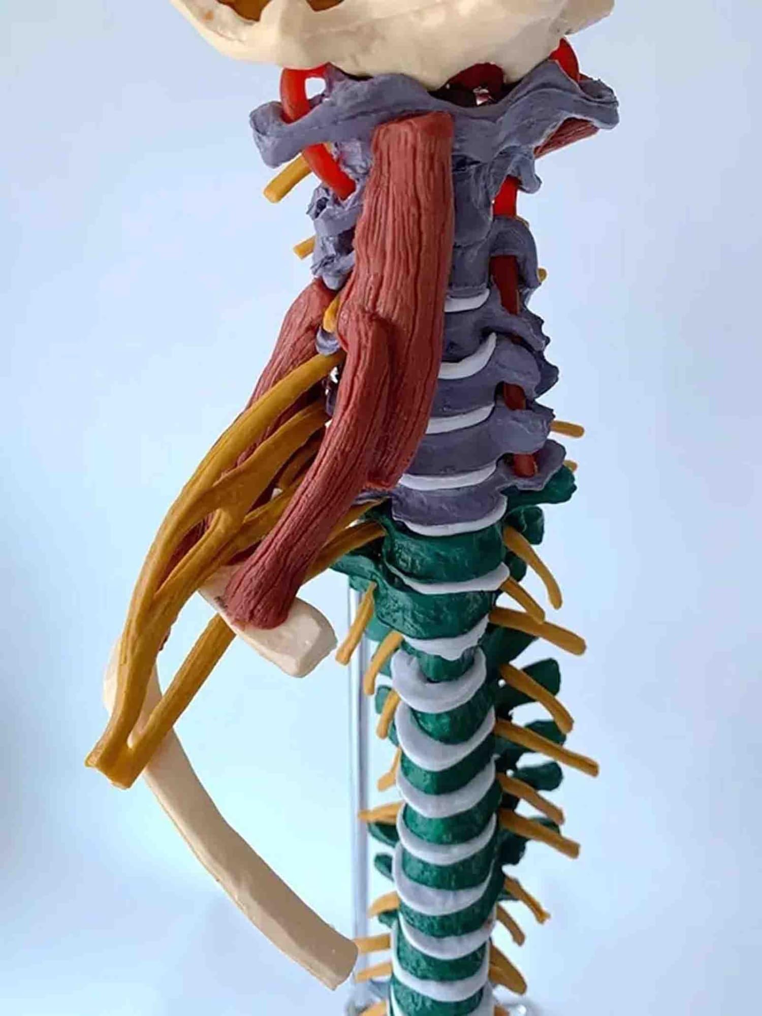 Modelo anatómico de la columna vertebral de 85 cm, con codificación | With Herniated Disk Nerves Arteries Pelvis and Muscle for Medical Teaching
