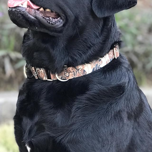 Foto 4 de 8 de Fabuloso Collar de Perro Hyhug Pets Que se Detiene automáticamente: Collar Martingale a Prueba de Escape…