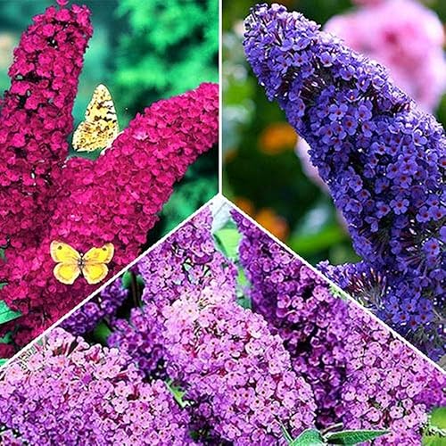 Miniatura 5 de Butterfly Bush Mix Seeds (Buddleja davidii) Flores perennes para plantar semillas al aire libre sin OMG 1000 semillas