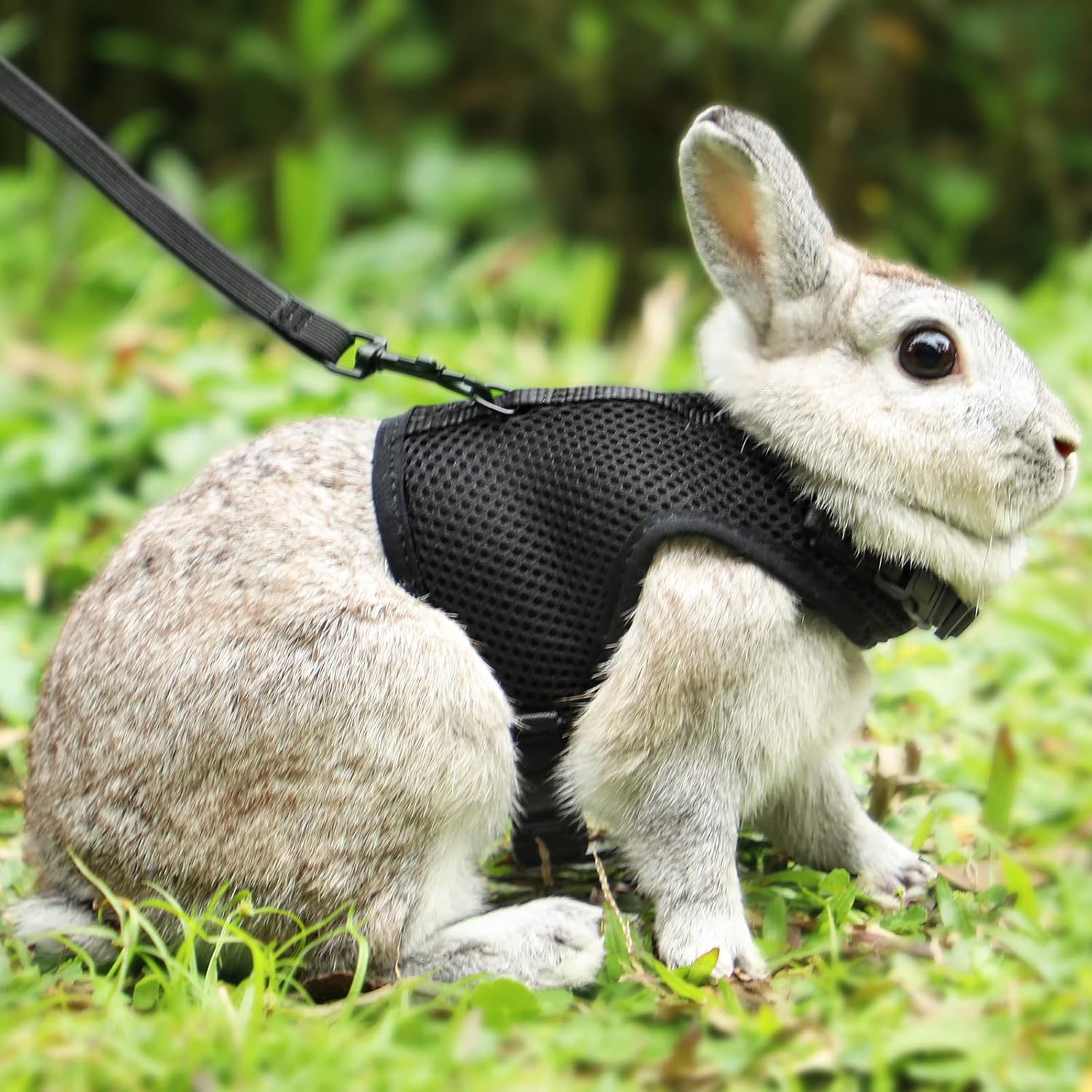 Pettom Bunny Rabbit Harness with Stretchy Leash Cute