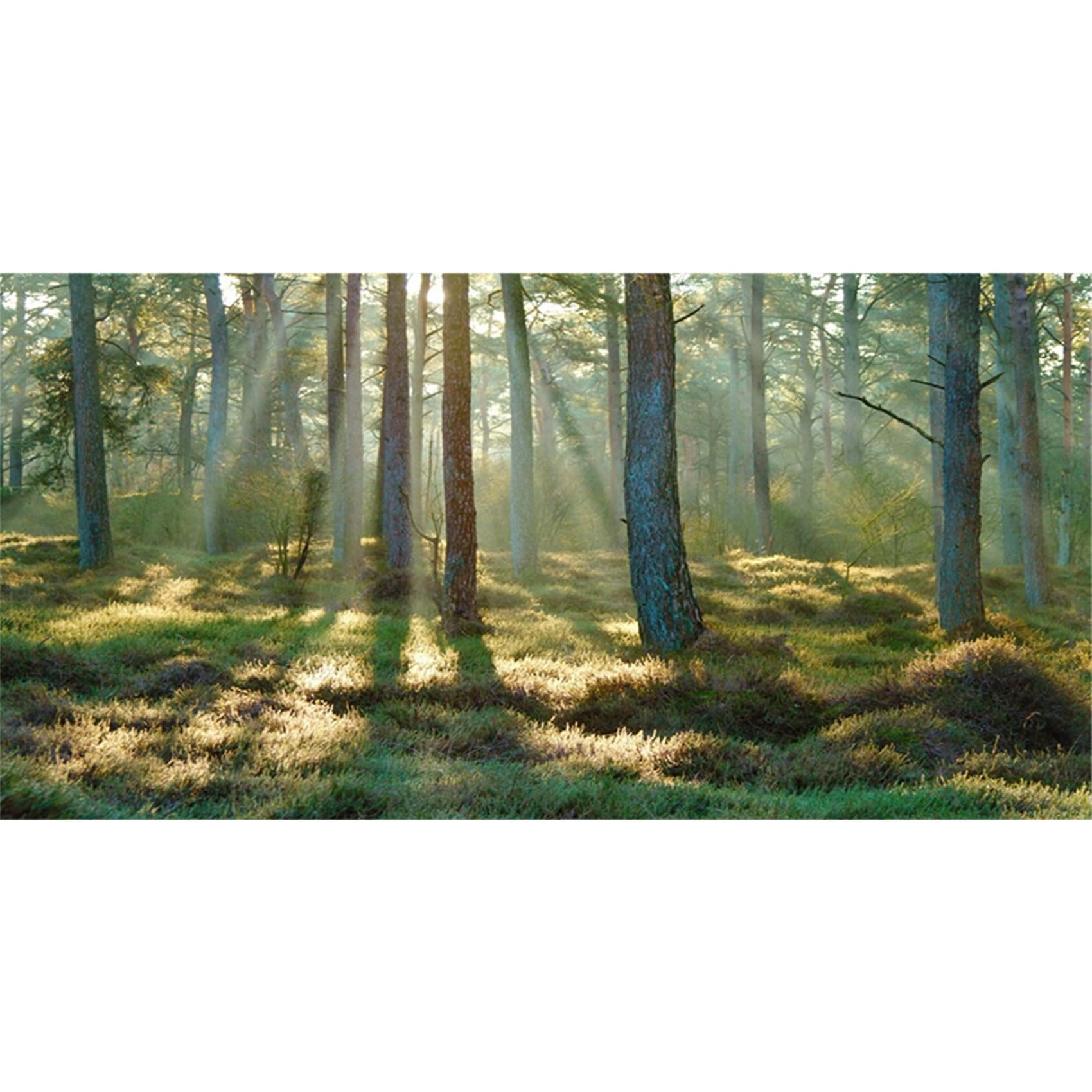 MIRRORANG 61x41cm Forest Terrarium Background Tropical Aquarium Background Sunny Green Huge Tree Reptile Habitat Background Durable Vinyl Background — image 1
