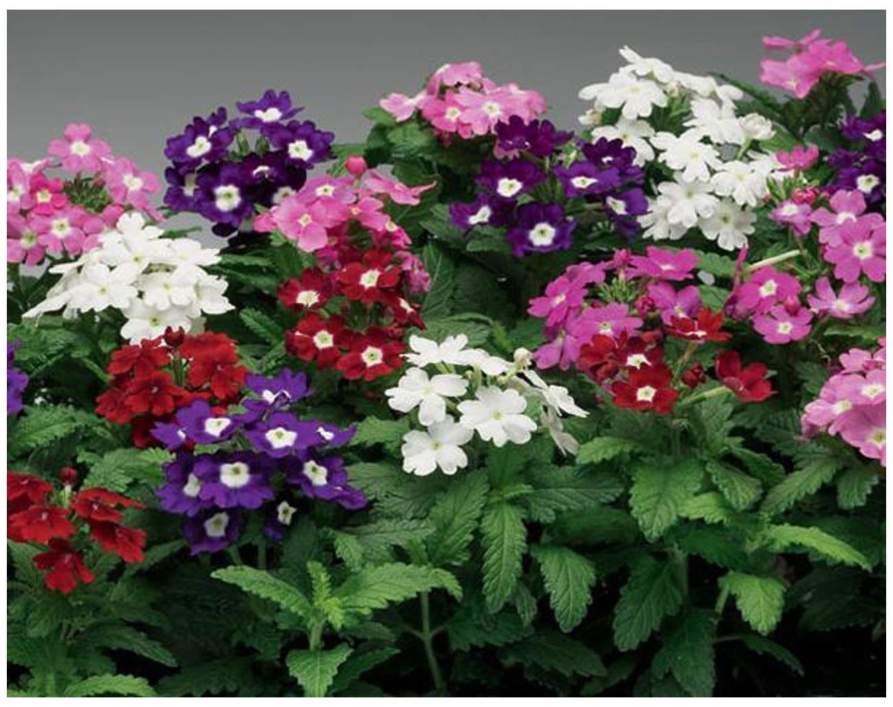 Verbena Seeds, Mixed Flower Seeds For Home Gardening Pack of 0.500 Grams by AllThatGrows (B07GSWN7W9) Amazon Price History, Amazon Price Tracker