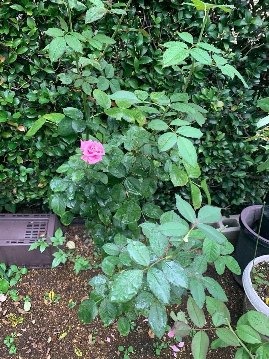 Amazon.co.jp: バラ苗 棘が少ない 大苗 超強健種 四季咲き : DIY