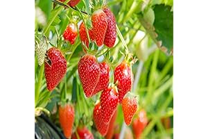 15 Albion Strawberry Plants: Heirloom Quality Berries for Summer Delights