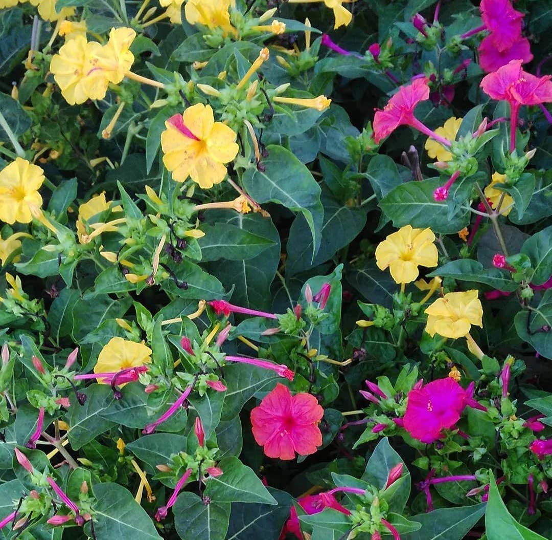 10 X Mirabilis Jalapa Mix - Bella Di Notte Misti - Bulbi Di Alta Qualità (10)