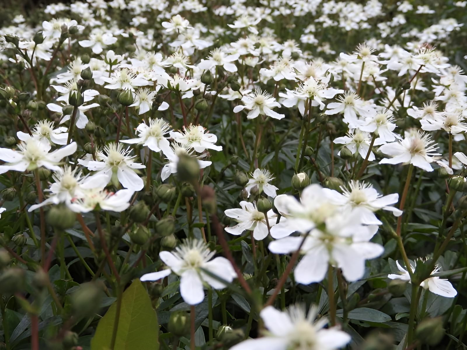 Stauden Gänge 10 x Potentilla tridentata 'Nuuk' Teppich winterhart