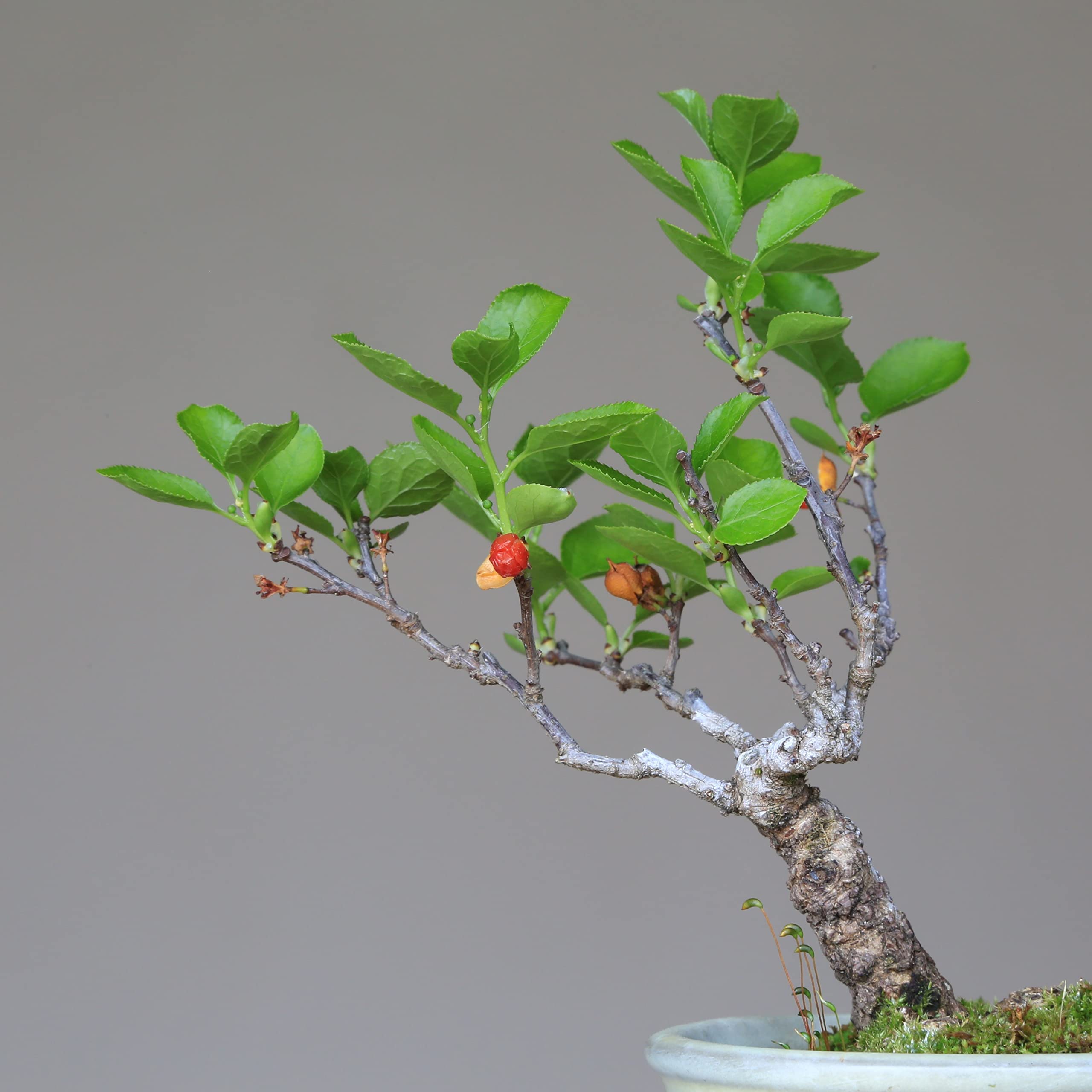 Amazon.co.jp: ツルウメモドキ【蔓梅擬】ミニ盆栽【泰寿園 Online