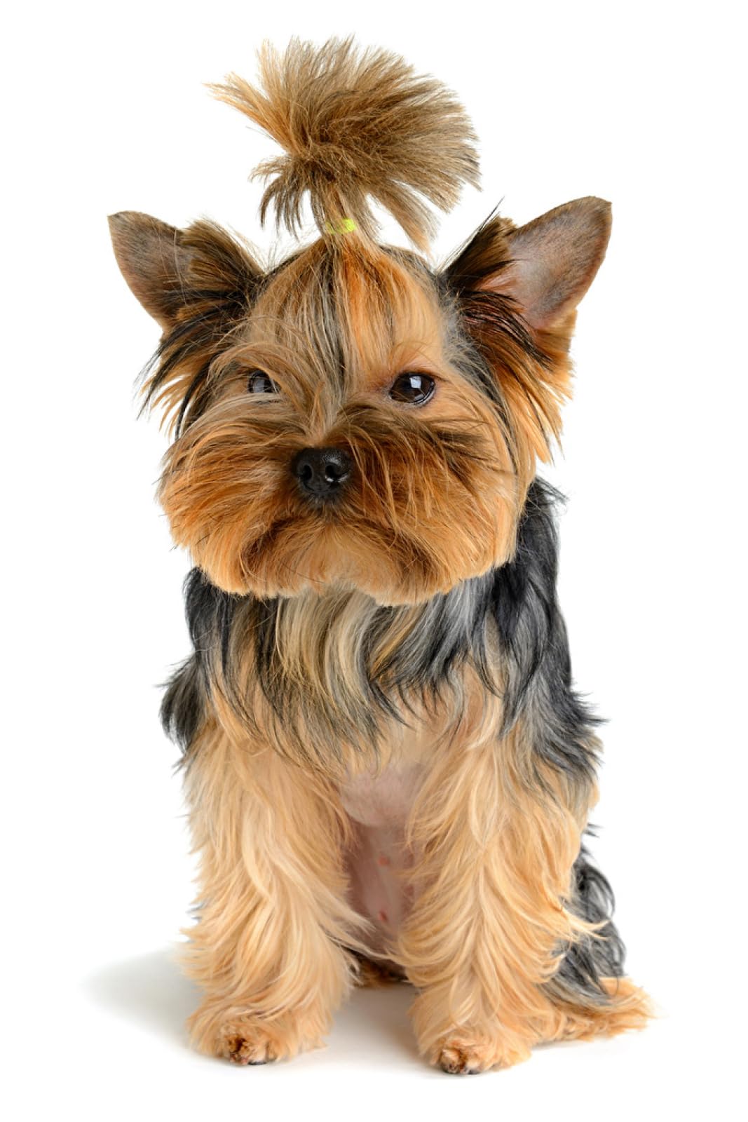 pazzol 1500 pezzi puzzle Cuccioli di Yorkshire Animali 87x57cm