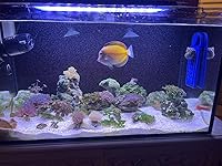 Review Image by Sally Trauco Sally Trauco