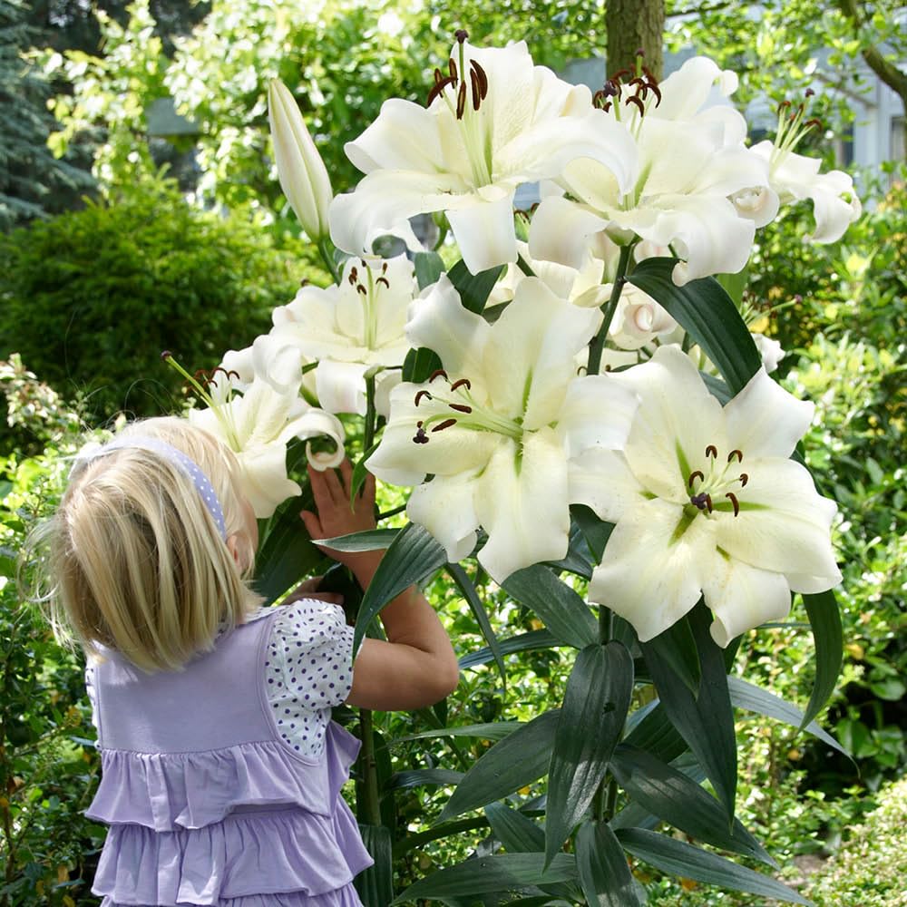 YouGarden Skyscraper Lily 'Pretty Woman', Set of 10 Bulbs, Ready to Grow and Plant, Tall White Bedding Lilies, Plant in Garden Borders