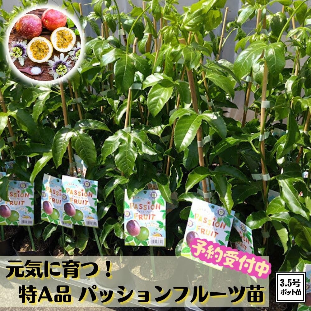 Amazon.co.jp: 実が付かない方必見!! 元気な パッションフルーツ苗