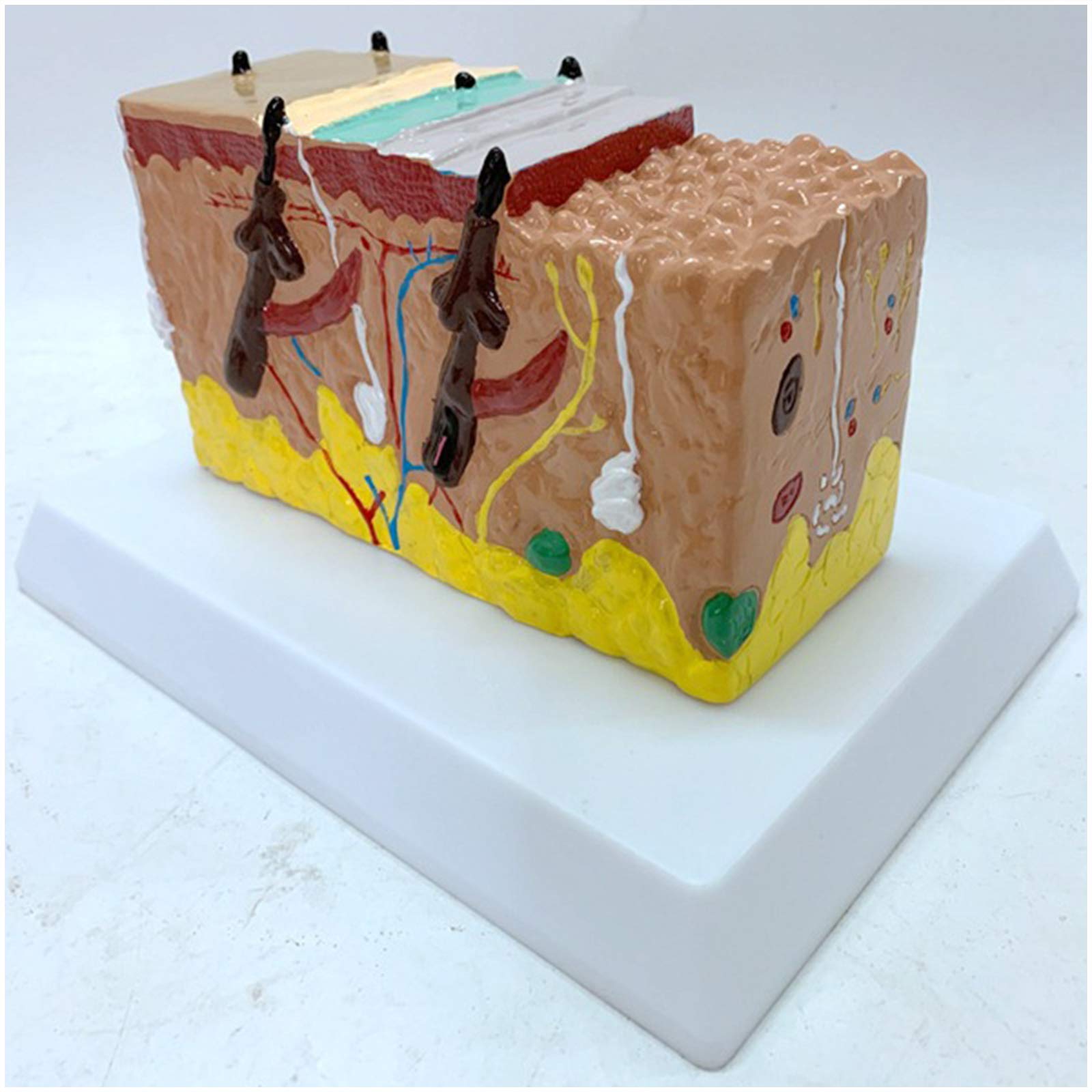 Anatomiczny Modele ludzkiej skóry,Modele przekrój skóry,Modele medyczne anatomiczny proces wzrostu włosów Modele medyczne mieszków włosowych,materiał PCW,do pokazania nauki nauki nauki