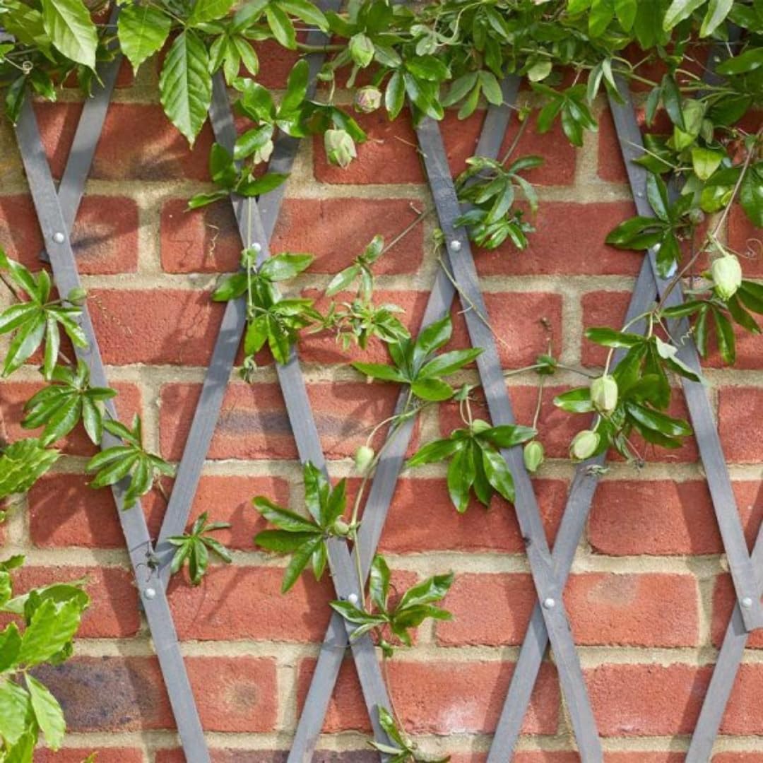 Garden Mile Grey Expandable Wooden Trellis Panel - Heavy Duty Outdoor Trellis for Climbing Plants, Weather Resistant Garden Fence Screening with Aluminium Rivets, Ideal for Patios, & Balconies