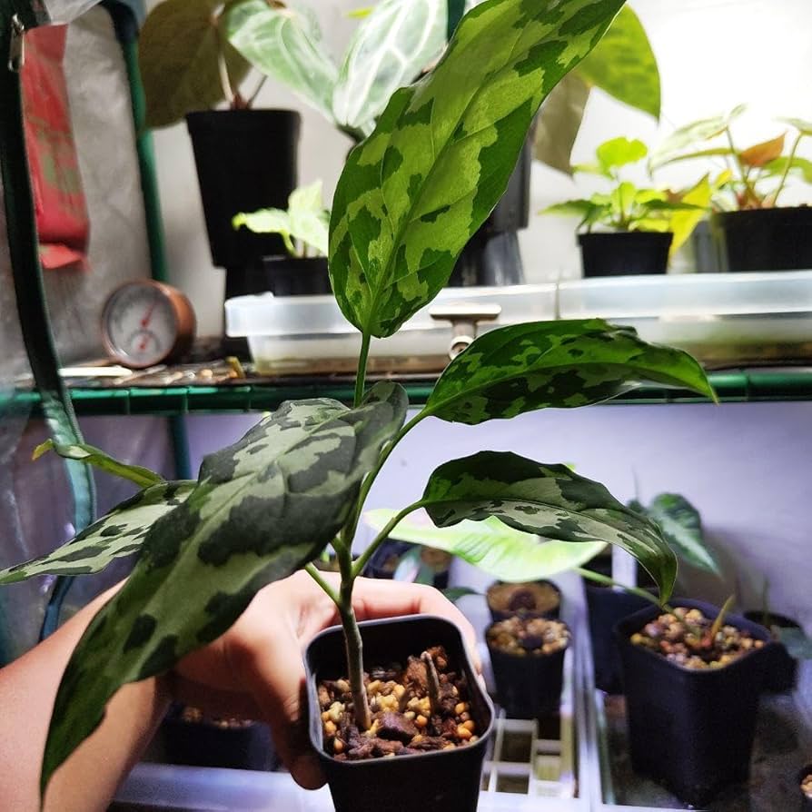 アグラオネマ ピクタム White Bulan