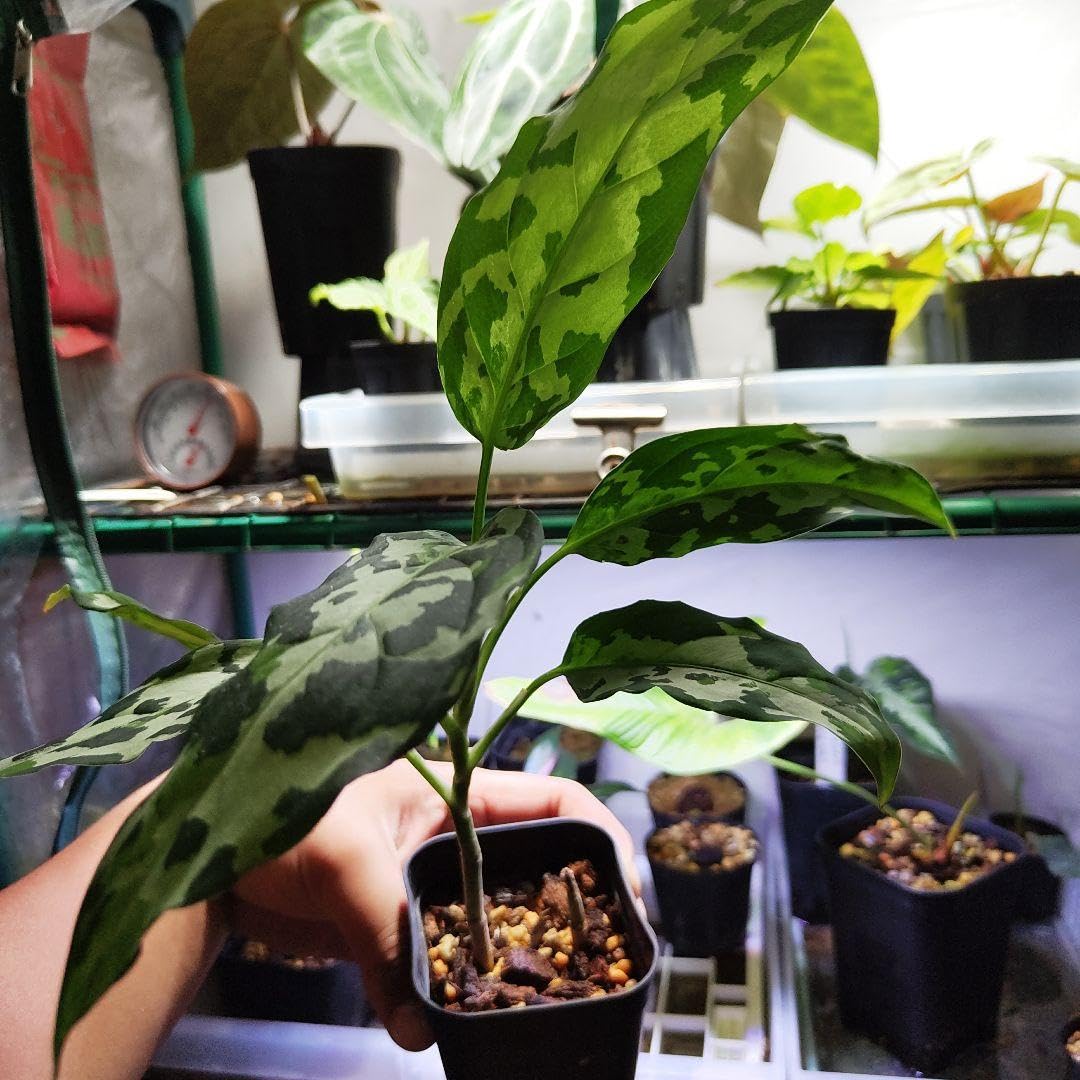 アグラオネマ ピクタム White Bulan アグラオネマピクタム ホワイトブラン White Bulan