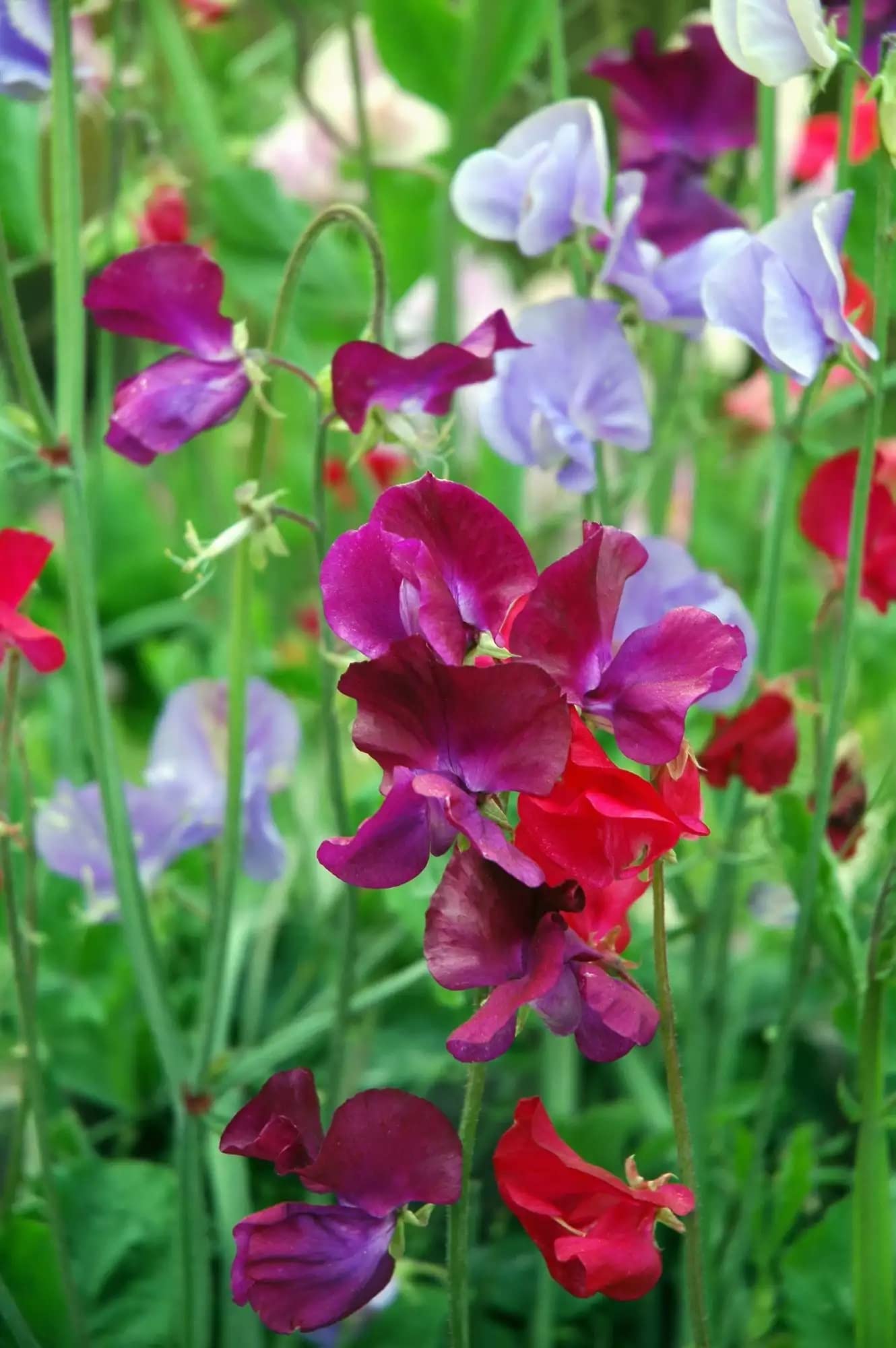 GrowZid Sweet pea Outdoor Gardening Flower Plant Seeds Pack Multi colour (B0B7G7GQYM) Amazon Price History, Amazon Price Tracker