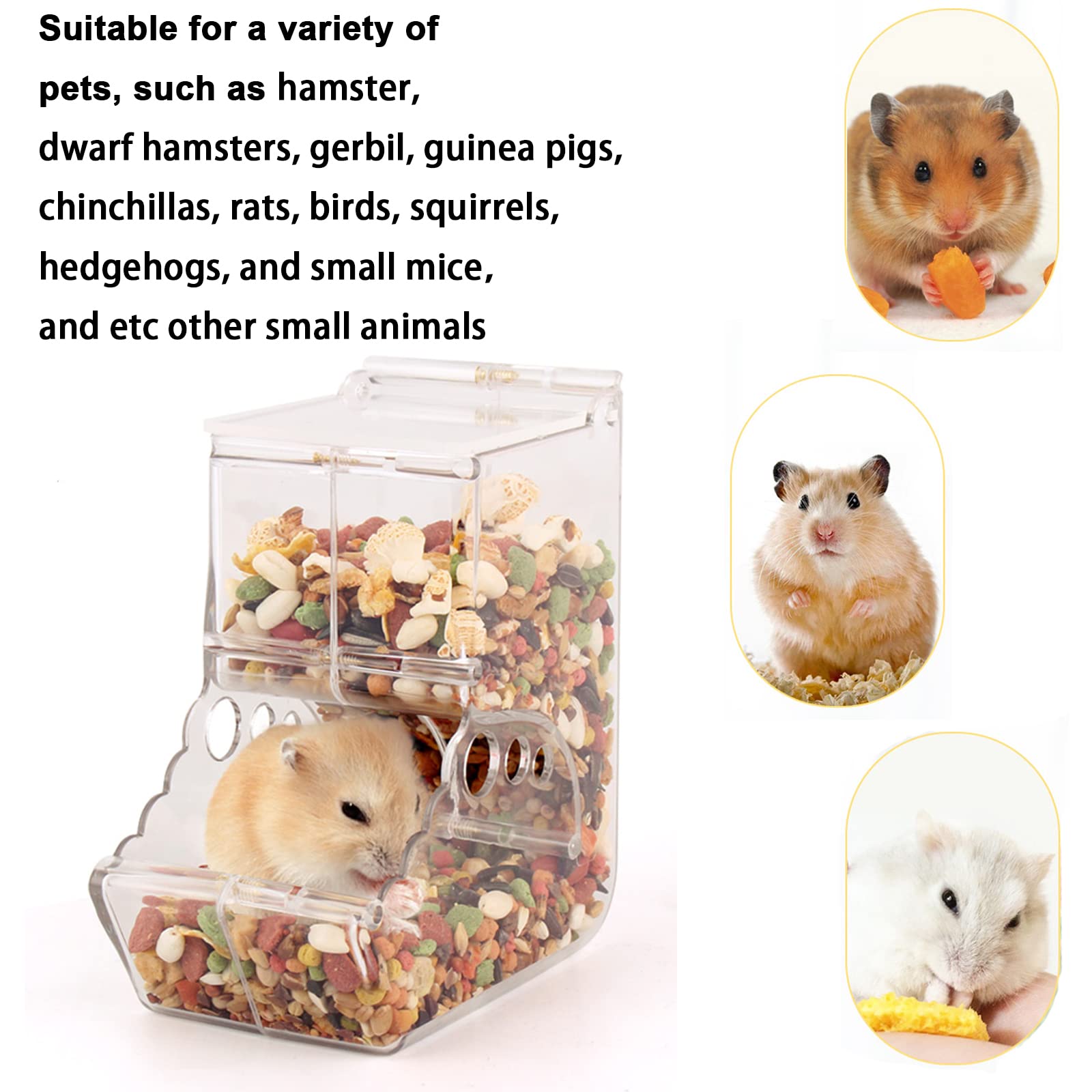 Petsmart Chinese Dwarf Hamsters