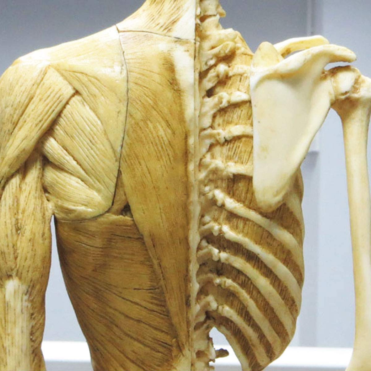 Modèle D'anatomie Squelette Diagramme D'anatomie du Muscle Humain Dessin De L'Artiste Référence D'anatomie 23,6 Pouces / 60 Cm