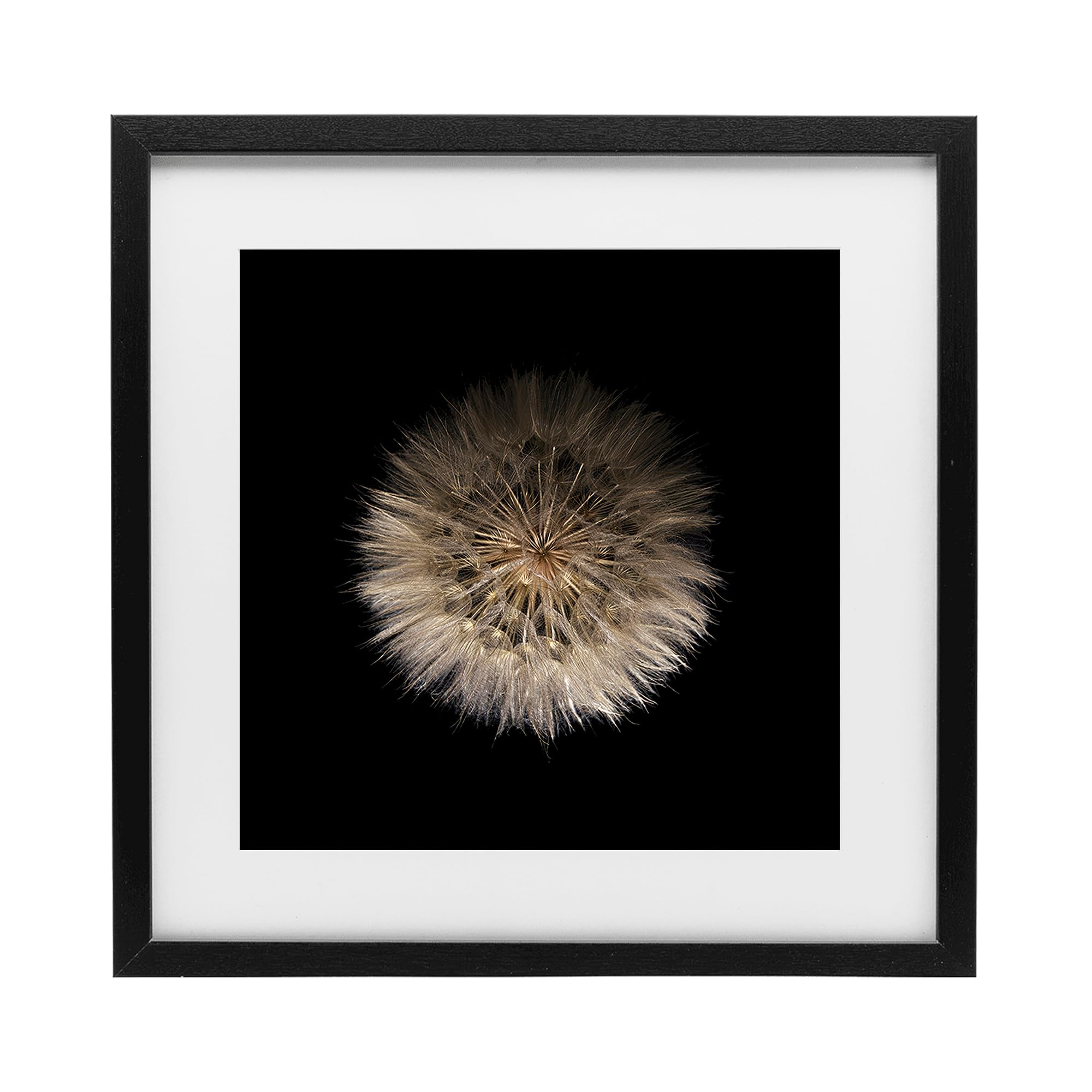Stupell Industries Midnight Black (Textured) 'Wispy Dandelion On Black'| Framed Print Under Glass