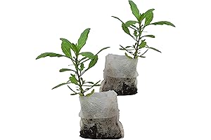 Live Epazote Plant - Your Year's Supply of Medicinal Herb