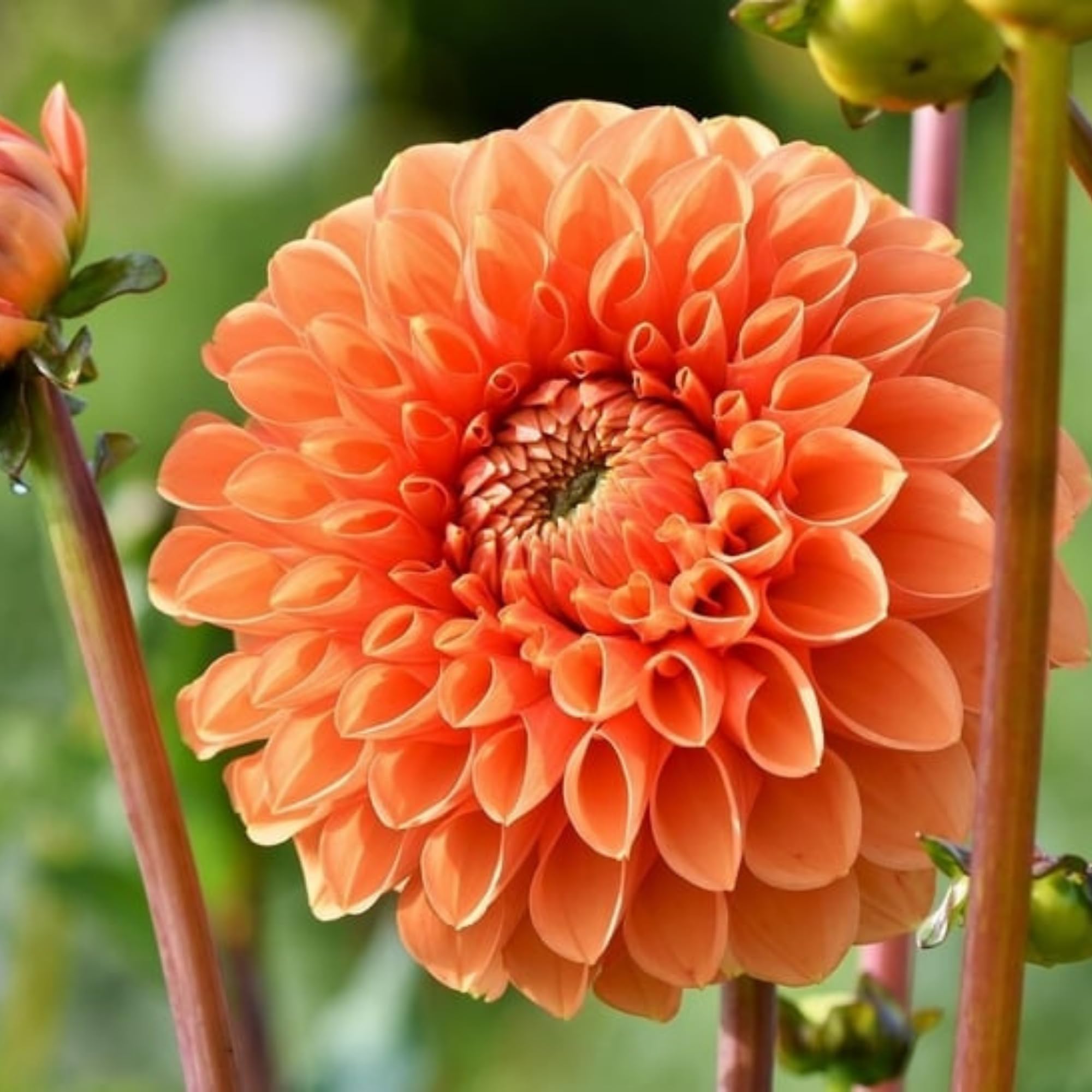 See full amazon price history chart for Andhagnai New Variety Flower Bulbs- Dahlia Tubers Double Flower Bulbs not seed for Garden Planting Set Of 2 Bulbs (Orange) Andhagnai New Variety Flower Bulbs- Dahlia Tubers Double Flower Bulbs not seed for Garden Planting Set Of 2 Bulbs (Orange) (B0D9RYCL9P) Amazon Price History, Amazon Price Tracker
