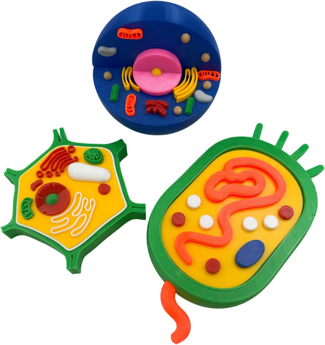 and Plant Cell Anatomy Model Anatomical Animal Plant Cell Model Biology Class Teaching Tool Animal and Detachable