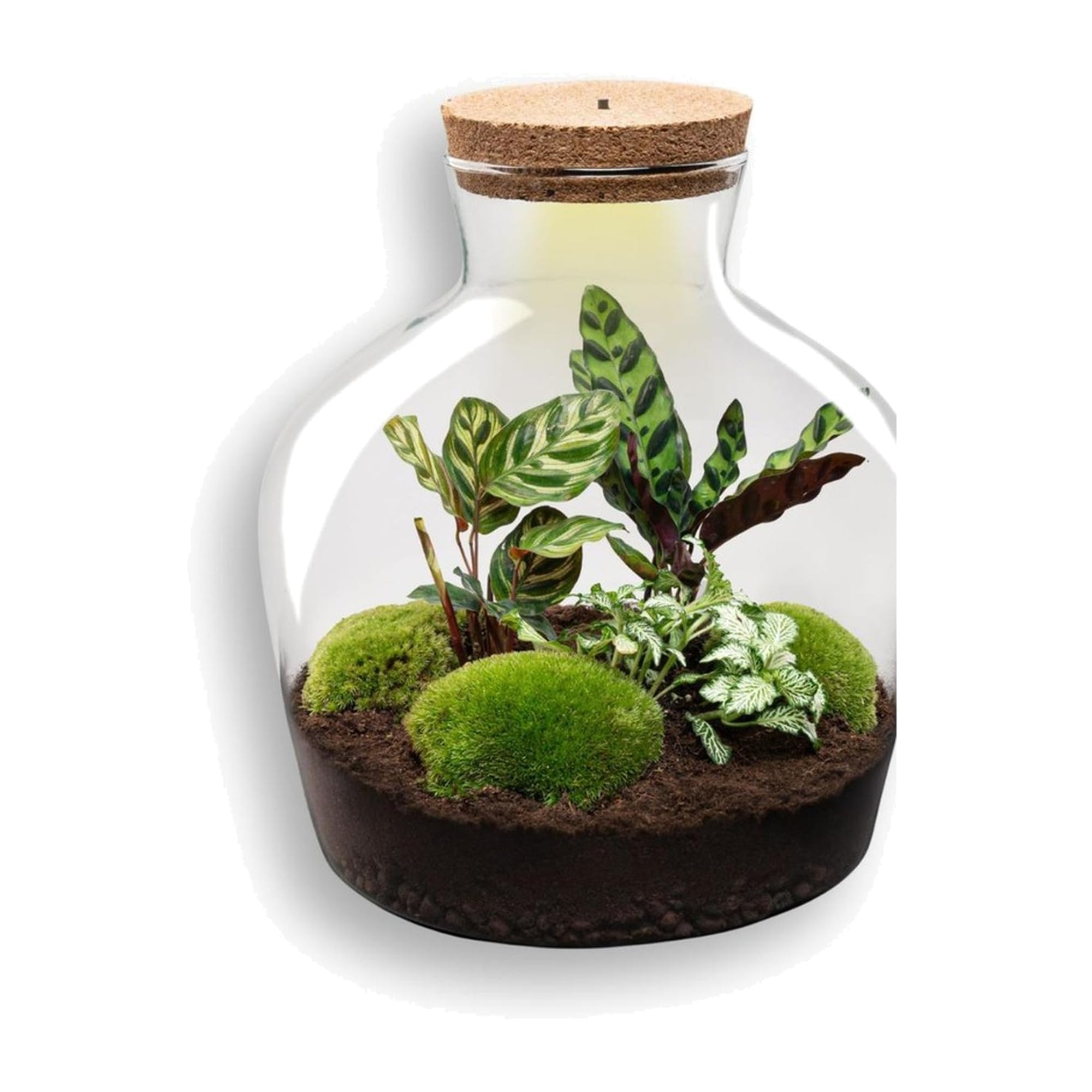 Terrario DIY con Luz de Cristal, Decoración de Hogar, Verde, 29x30 cm